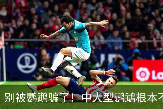 别被鹦鹉骗了！中大型鹦鹉根本不是宠物，是会飞的野生猛禽！